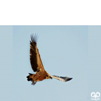 گونه کرکس Eurasian Griffon Vulture